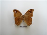 藏品(暮眼蝶)的圖片